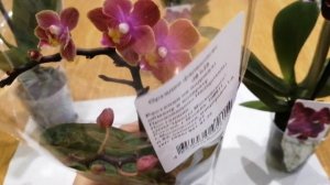 Покупка мини орхидей. Орхидеи Dusty Belle,  Black pearl и  другие красотки!