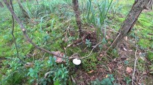 В Курью за маслятами. Миллиарды маслят!  Август. Пермь.