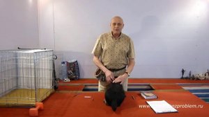 Как защитить собаку от клещей и блох