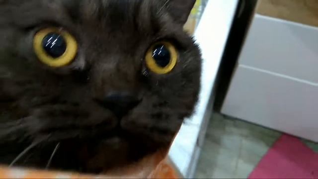 Как надо правильно мыть кошку смотреть онлайн