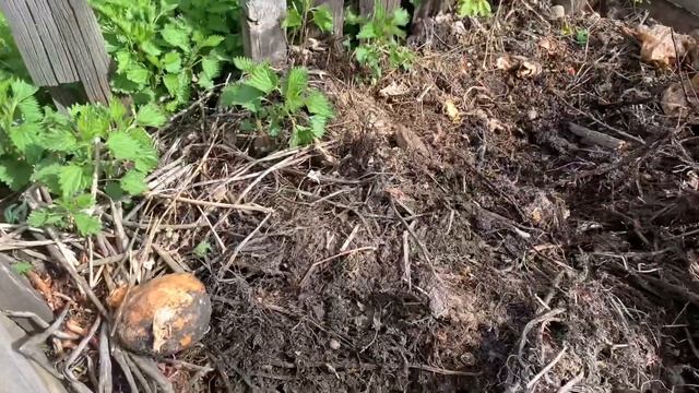 Морковь ? в соду на 4 часа / Кривые грядки у нас видимо семейное / Сажаю морковь и лук смотреть онлайн