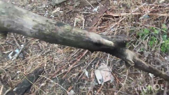 КОШМАР МЕДВЕДИ,НЕРВЫ НЕ ВЫВОЗЯТ. смотреть онлайн