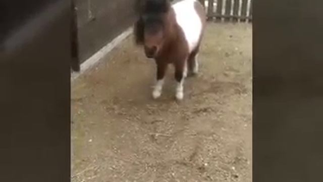 Американская Миниатюрная Лошадка по Кличке Мартин. смотреть онлайн