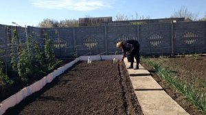 РАБОТА НА ОГОРОДЕ, ПОСАДКА КУКУРУЗЫ И ФАСОЛИ.