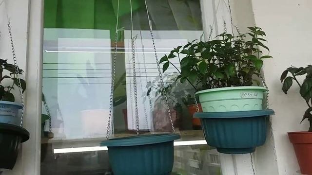 Цветы на балконе 12.