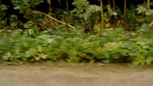 Stels Arrow Benelli 49x