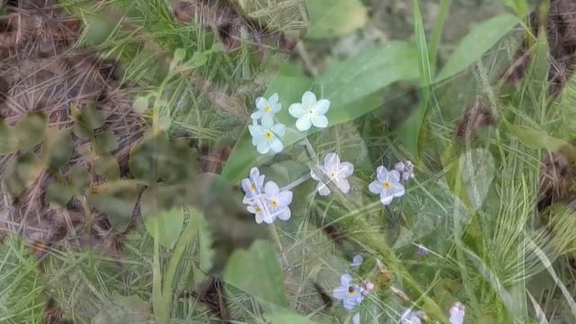 Начинают расцветать ландыши смотреть онлайн