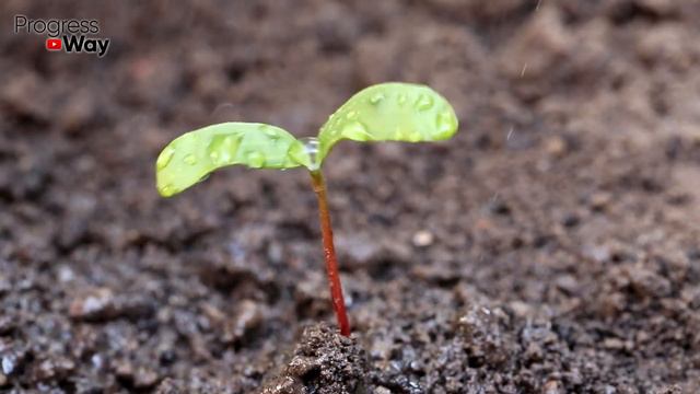 Я обалдел! Подсыпал под огурцы немного этого и они завалили урожаем, не болеют и без вредителей. смотреть онлайн