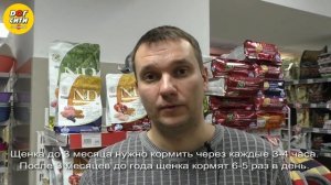 Сколько раз в день и сколько корма давать собаке
