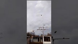 Голуби Яшалта Калмыкия у Ю.Михалыча Филатова 17.11.23