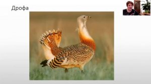 Окр мир  4 класс Зона степей