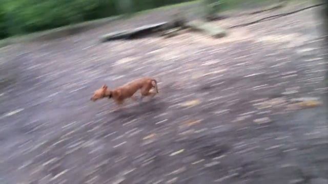 Podenco Canario Mami In Stockholm Sweden Playing With Other Dogs смотреть онлайн