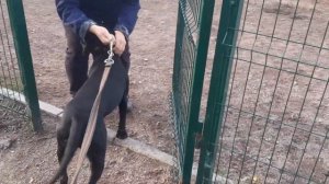 Black Russian Terrier Riesenschnauzer Кинолог Наталья Распертова Chibo Dog Кино 🎥 🐕