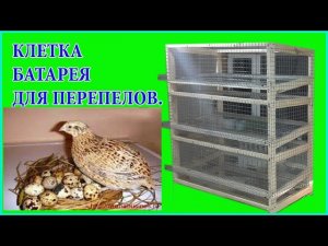Клетка для перепелов своими руками Перепелиная ферма