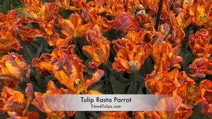 Tulip Rasta Parrot | Time4Tulips.com