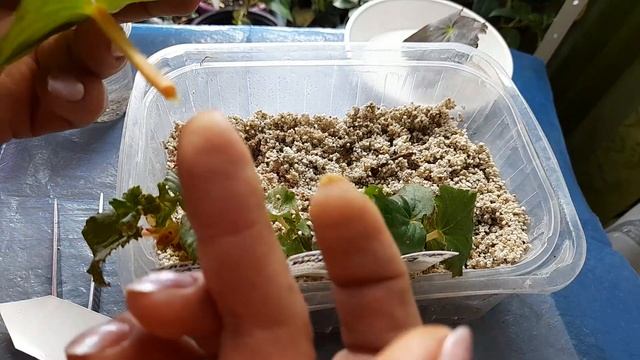 Успешное укоренения Бегоний Элатиор смотреть онлайн