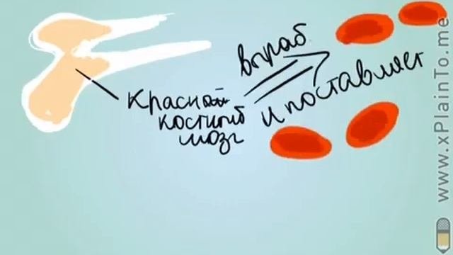 Кроветворение