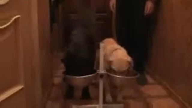 Команды послушания  Сидеть Лежать Место