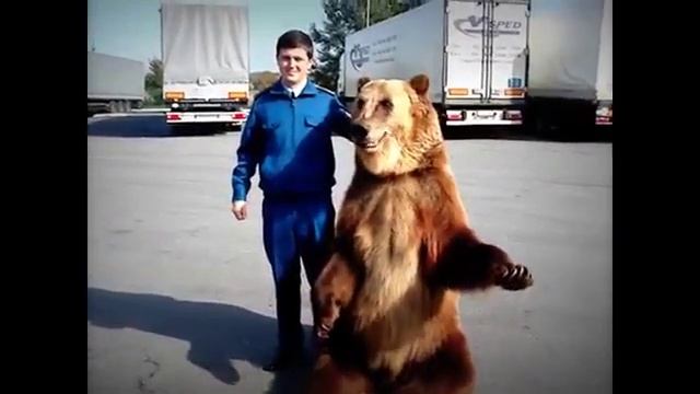 Медведь неприличный жест!!!!