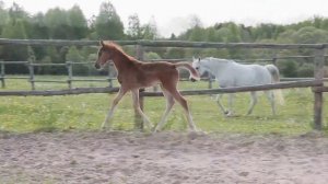 Arabian colt  Арабский жеребёнок