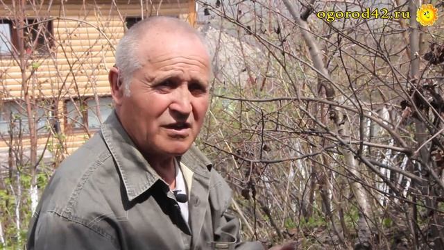 На что можно привить грушу? Идеальный подвой смотреть онлайн