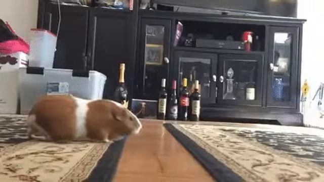 Великолепный синхронный прыжок. смотреть онлайн