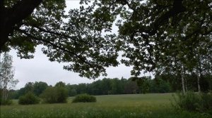 Нижний Отдельный парк в Пушкине. Колонистский пруд.