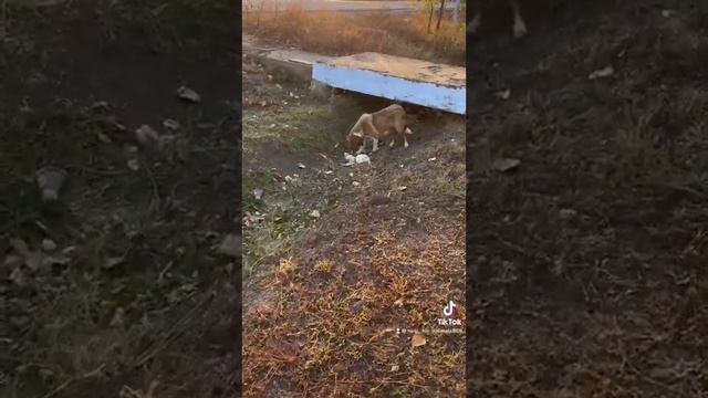 Спасение бездомных животных.