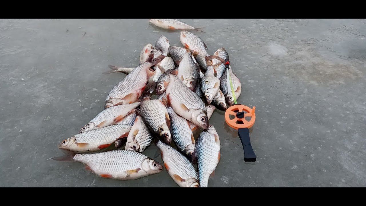 ХОРОШАЯ,ПУЗАТАЯ,КРАСИВАЯ ПЛОТВА | ПЕРВЫЙ ЛЁД 2021-2022 ПРОДОЛЖАЕТСЯ. смотреть онлайн