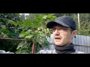 Виноград в Подмосковье