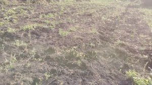 Обработал гербицидом стомп