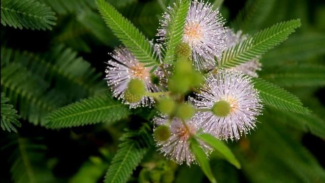 ❀ Мимоза стыдливая (Mimosa pudica).  Выращивание в домашних условиях. Полезные свойства