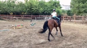 Еду на новою конюшню/ первое занятие/ #лошади #конюшня