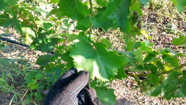 20160807 Виноград Алекса смотреть онлайн