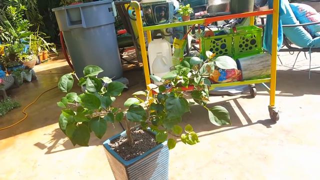 Bougainvillea Bloom Encouragement смотреть онлайн