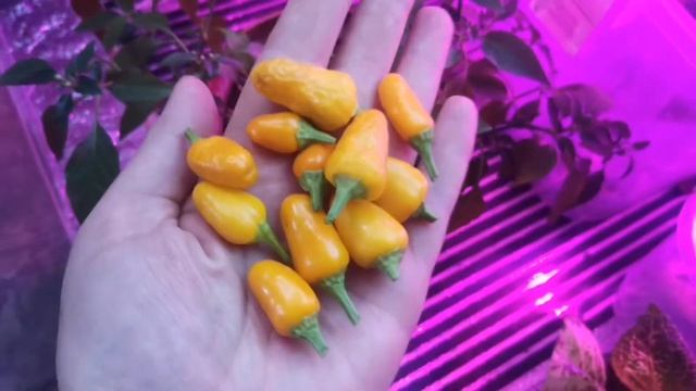 Перец острый "Оранжевое чудо" смотреть онлайн