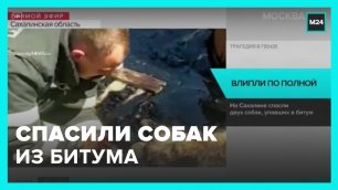 Упавших в битум собак спасли на Сахалине – Москва 24