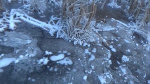 Охота на ондатру мордами.