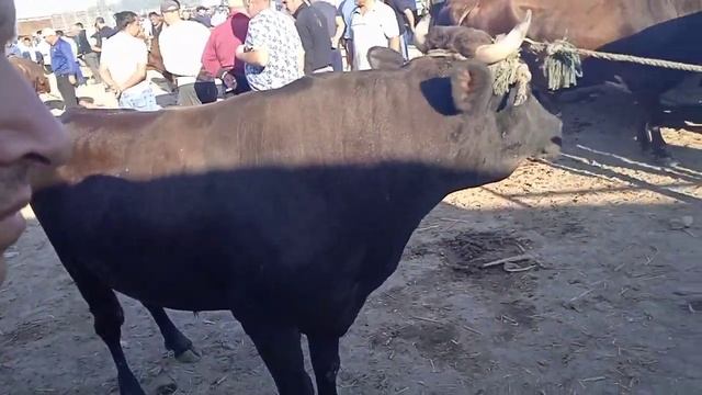 Шовот пир мол бозори 2023.08.16 -рынок корова-cow market
