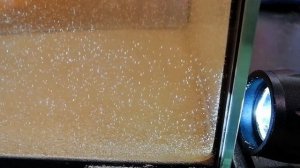 Самый простой морской аквариум своими руками. Как вырастить Артемию. Artemia Salina