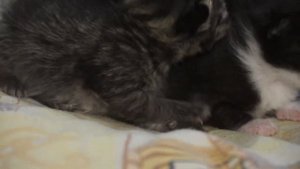 котята зовут кошку кошка таскает котят