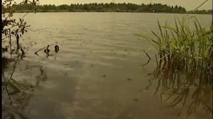 Ловля в пруду матчевой удочкой 2
