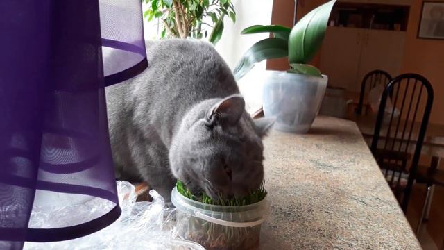 Как кот Партос кушает траву / Полезная еда для котов / КОШКИН ДОМ смотреть онлайн