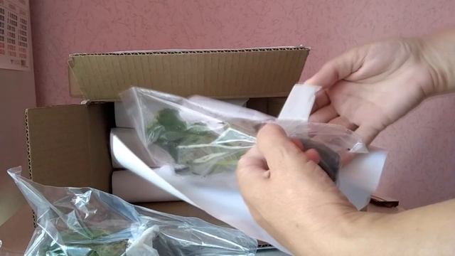 Посылка с черенками глоксиний от Светланы с канала "В гостях у Фатины". Такого я не ожидала!!! смотреть онлайн