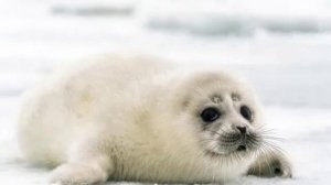 Подборка тюленей [ Милых тюленей ] [1]