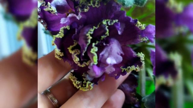 ФОТО ФИАЛОК С НАЗВАНИЯМИ СОРТОВ. НОВИНКИ! смотреть онлайн