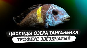 Трофеус Звёздчатый / Содержание, разведение, кормление, оформление аквариума, биотоп