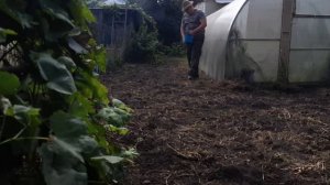 Сидераты осенью. Сажаю горчицу и фацелию сеялкой GARDENA ??