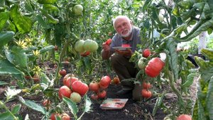 Сверхкрупоплодный фамильный томат Могучан Степанова