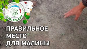 Выбор места для малины. Где лучше посадить малину.